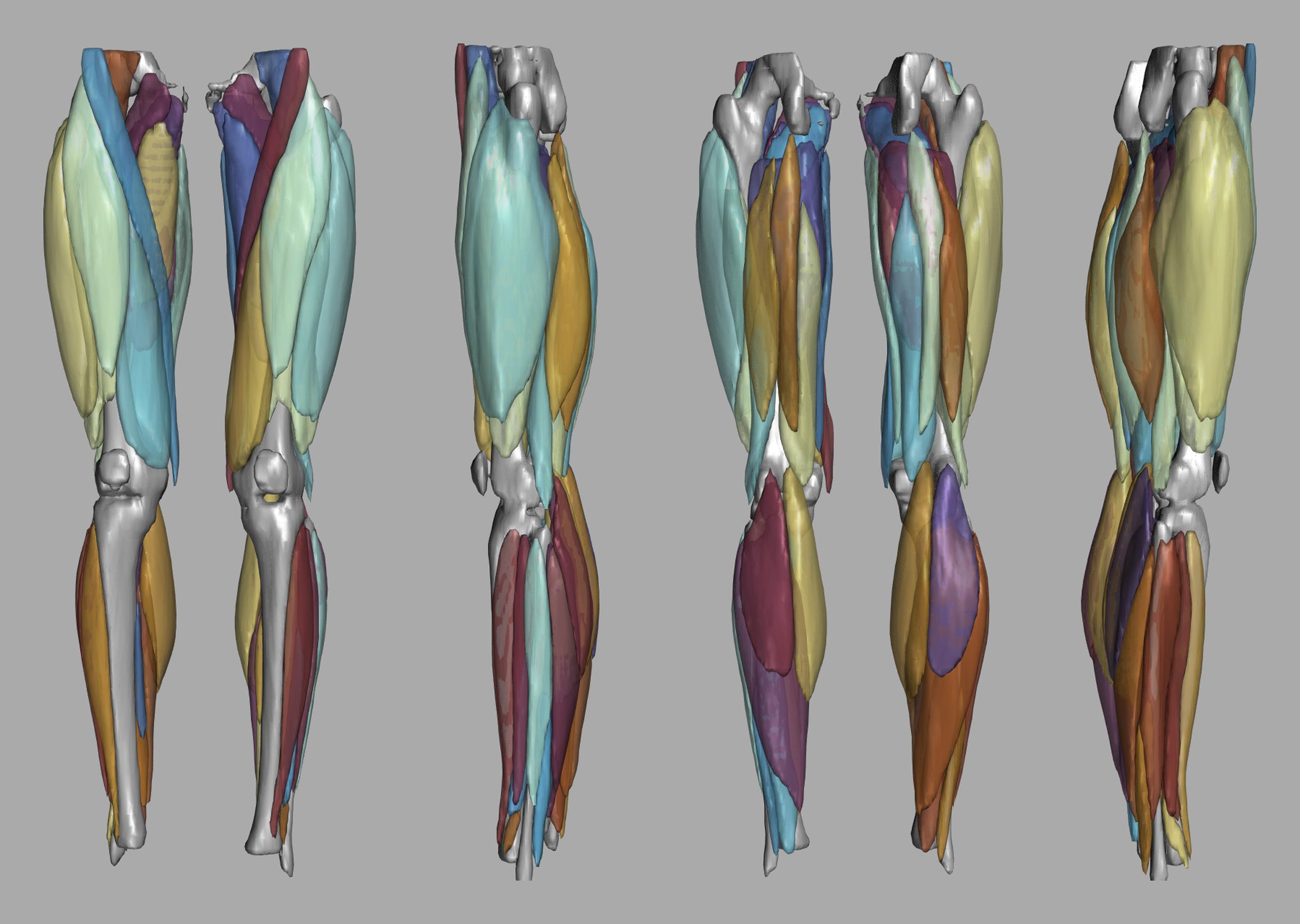 3D render of automated muscle segmentation labels generated using a CNN UNET.